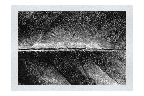 Weathered Leaf - Monochrome Fine Art Print - Flowers & Plants Category