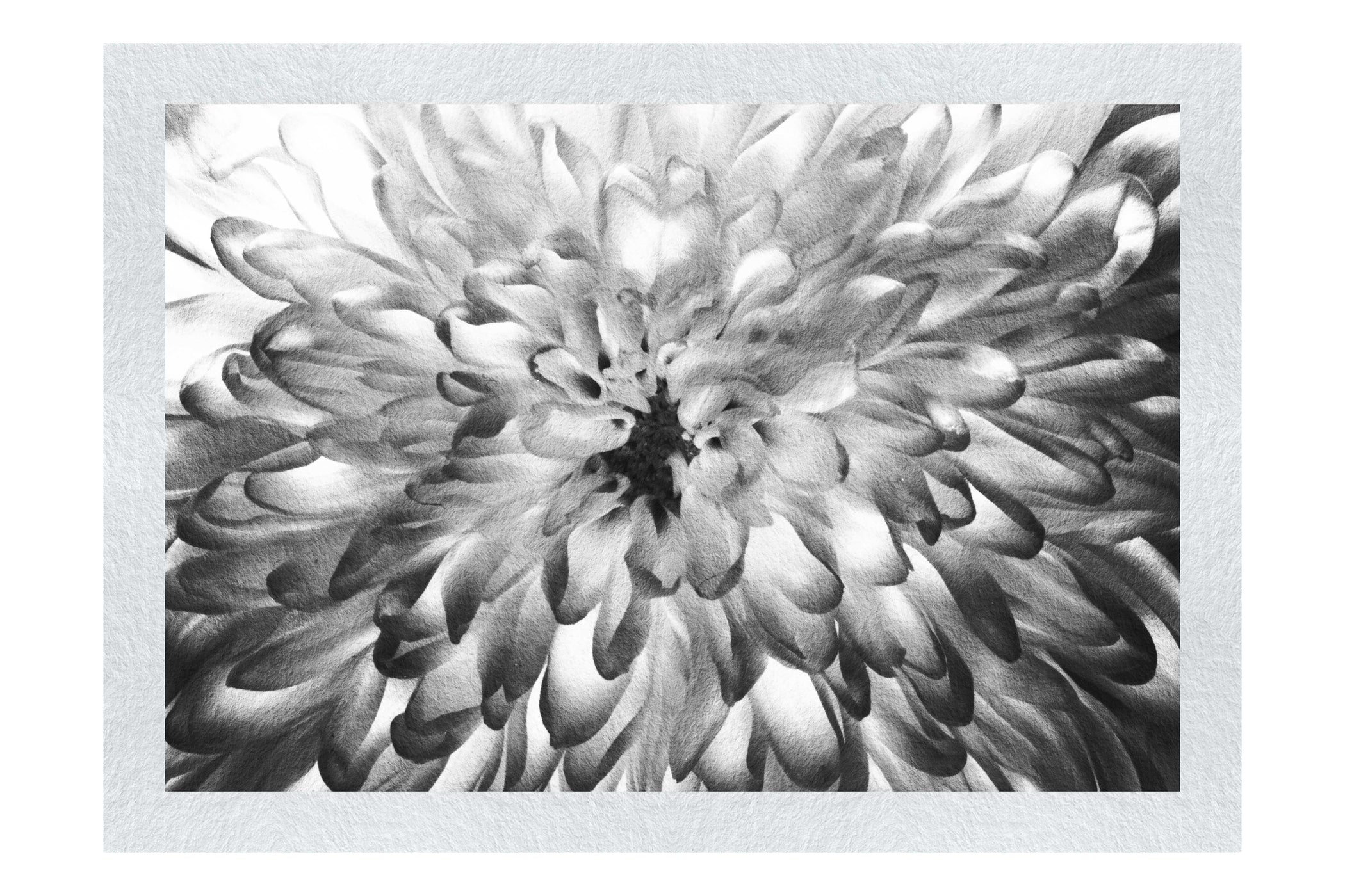 Wholesome Green Plant - Monochrome Fine Art Print - Flowers & Plants Category