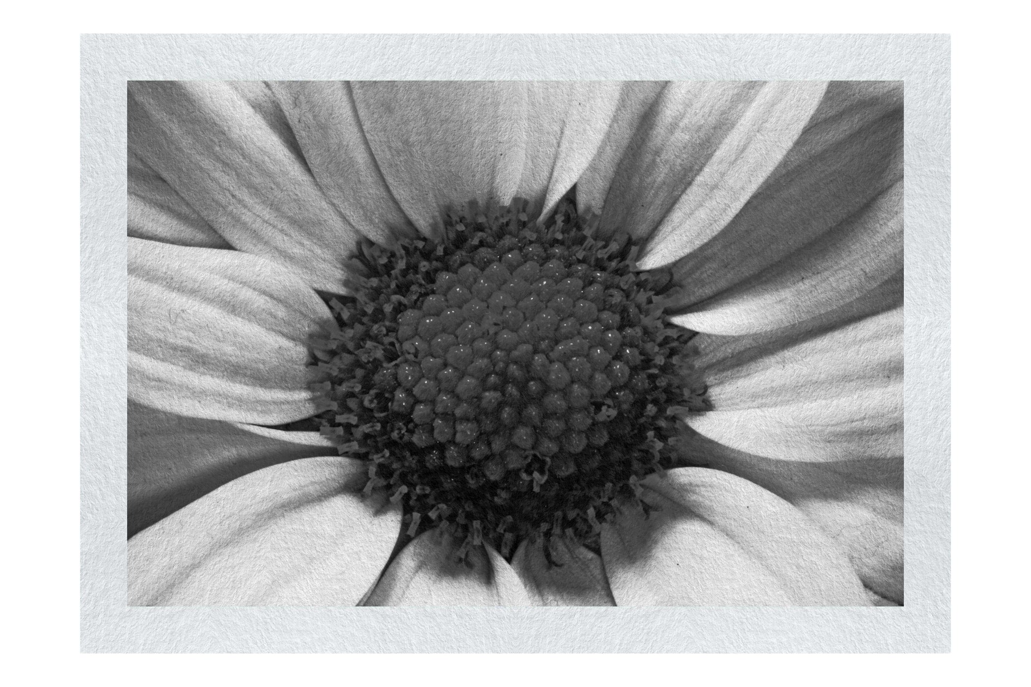 Wholesome Pink Flower - Monochrome Fine Art Print - Flowers & Plants Category