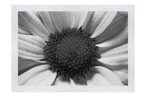 Wholesome Pink Flower - Monochrome Fine Art Print - Flowers & Plants Category