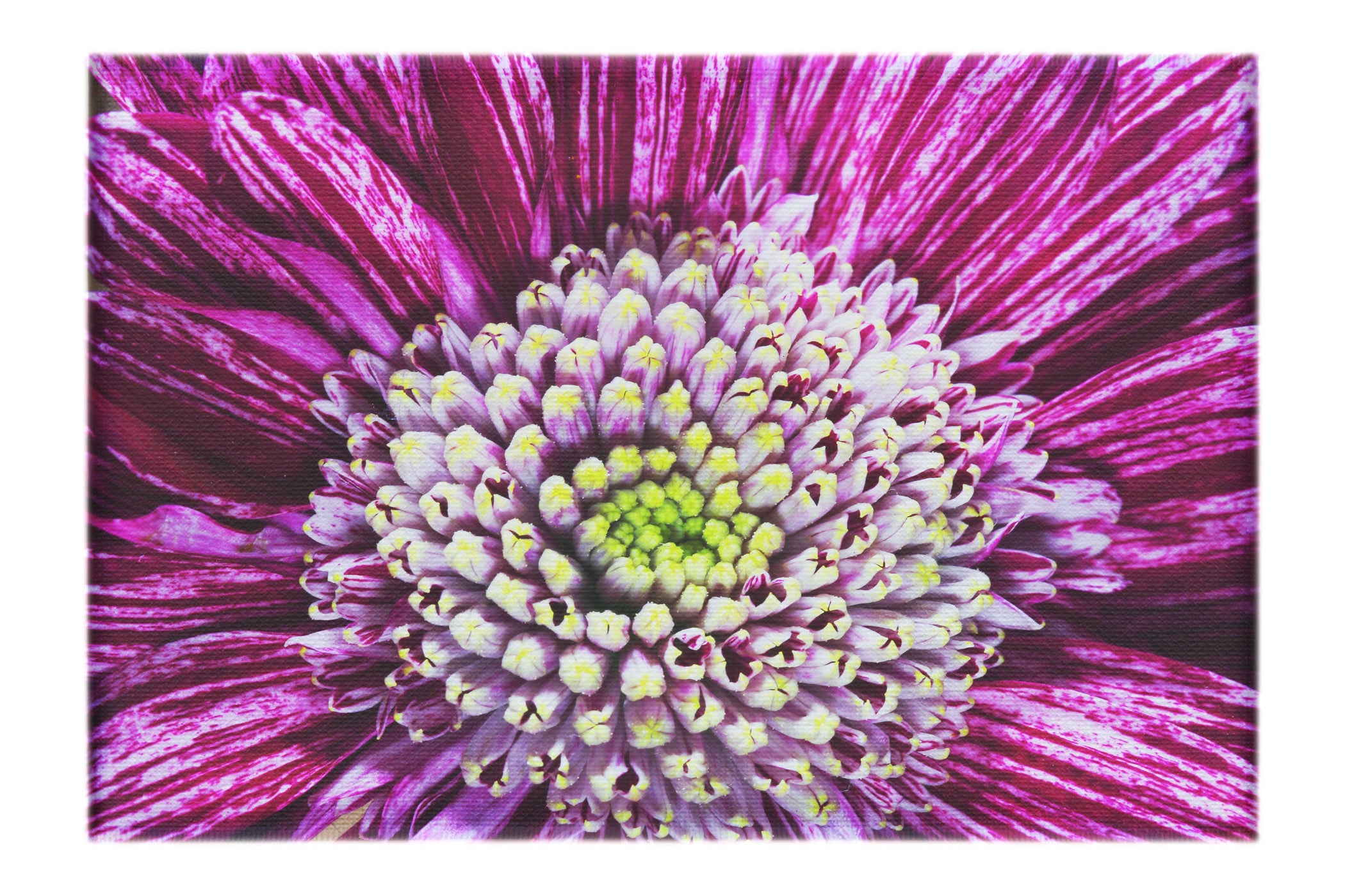 Chrysanthemum Flowerhead - Canvas Print - Flowers & Plants Category