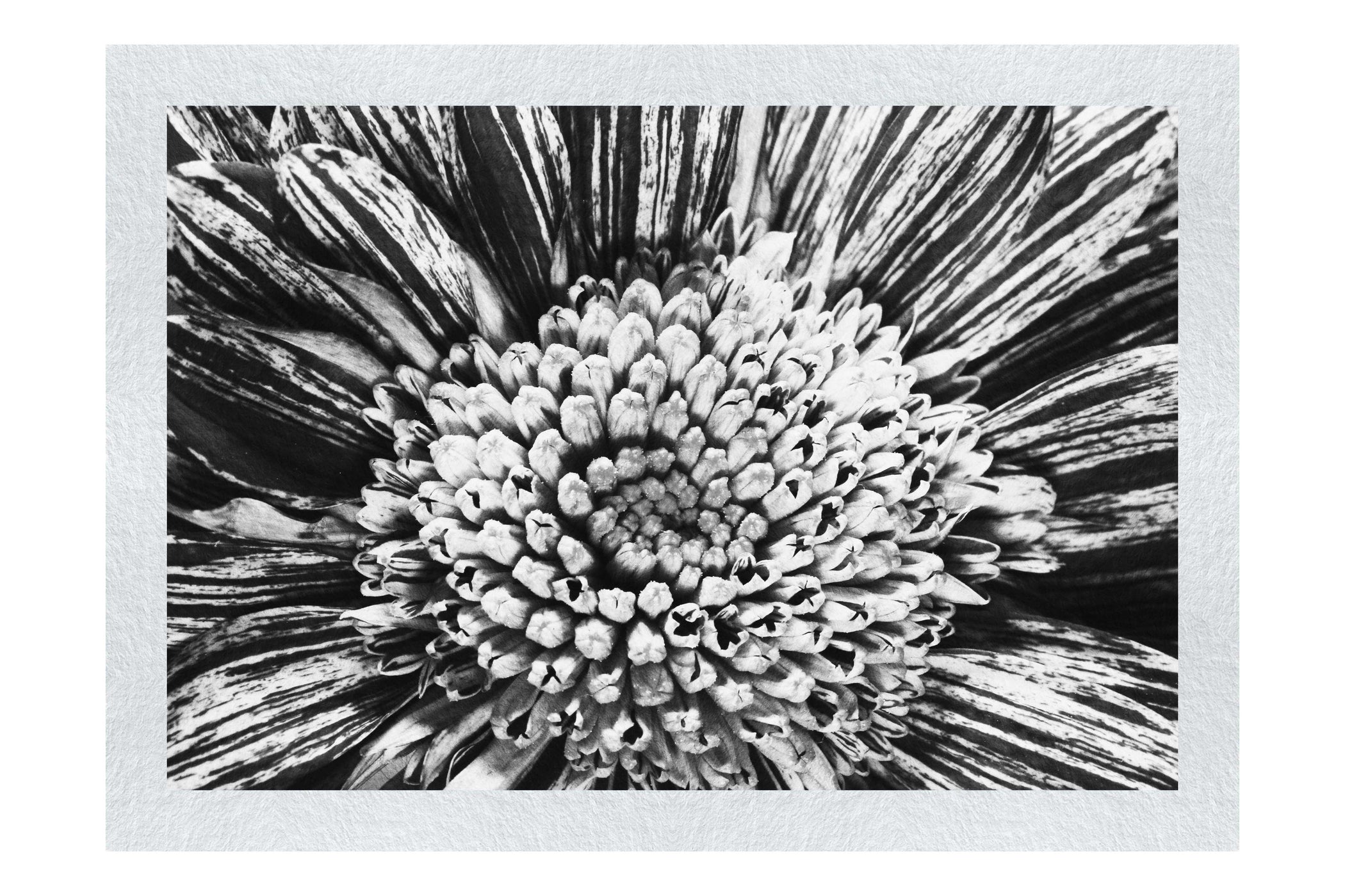 Chrysanthemum Flowerhead - Monochrome Fine Art Print - Flowers & Plants Category