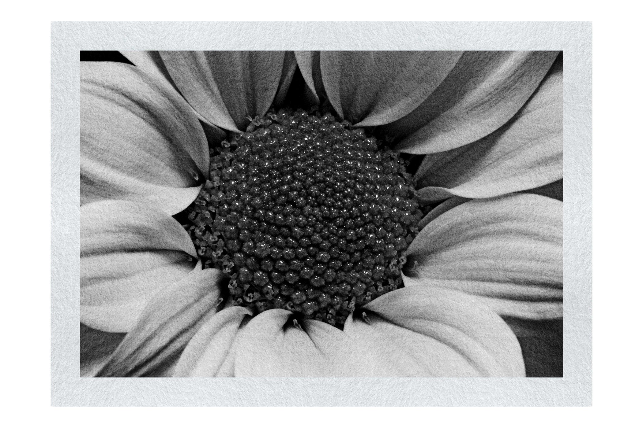 Wholesome Yellow Flower - Monochrome Fine Art Print - Flowers & Plants Category