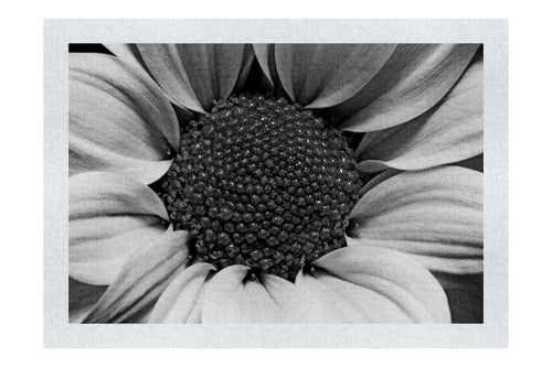Wholesome Yellow Flower - Monochrome Fine Art Print - Flowers & Plants Category