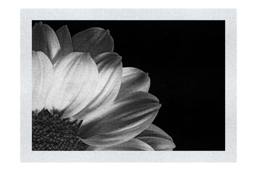 Yellow Petal Flower - Monochrome Fine Art Print - Flowers & Plants Category