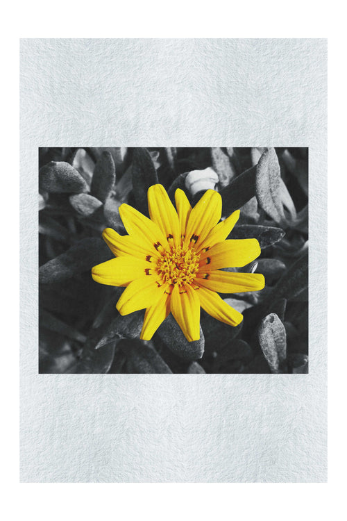 Yellow Sun Plant - Fine Art Print - Flowers & Plants Category