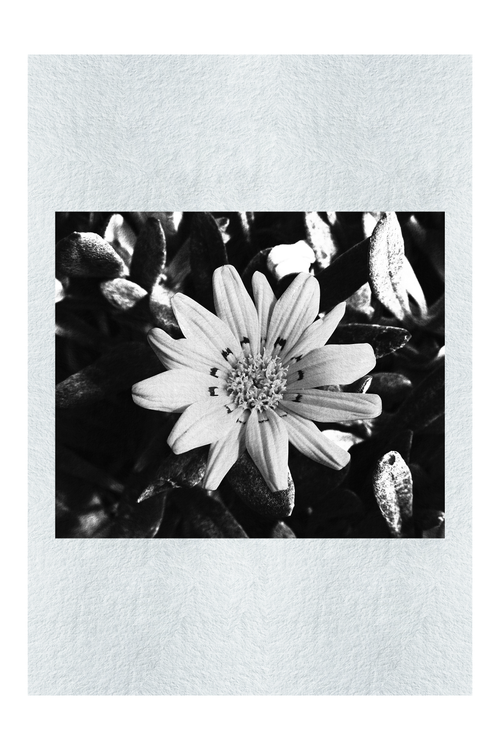 Yellow Sun Plant - Monochrome Fine Art Print - Flowers & Plants Category