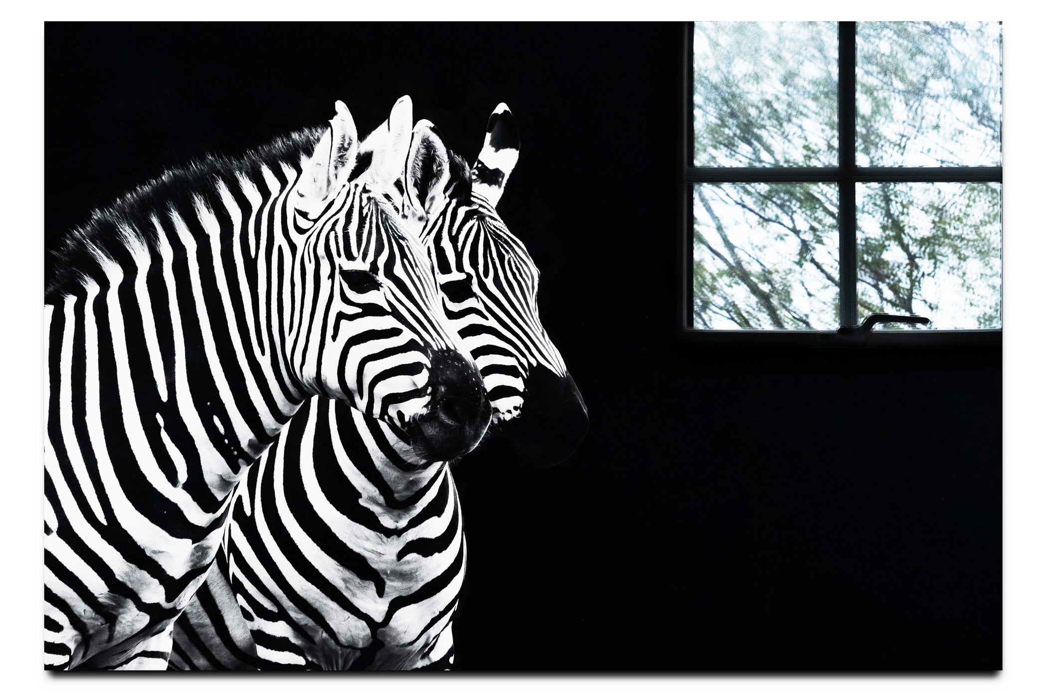 Curious Zebra - Acrylic Print - Wildlife Category