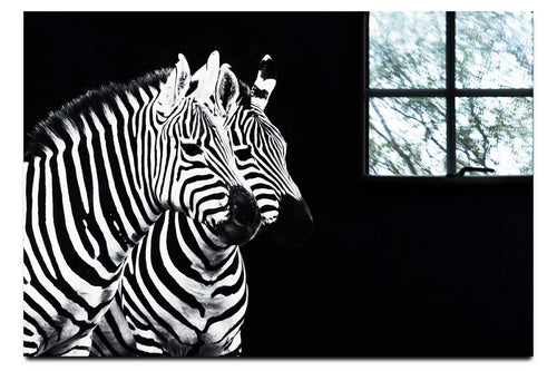Curious Zebra - Acrylic Print - Wildlife Category
