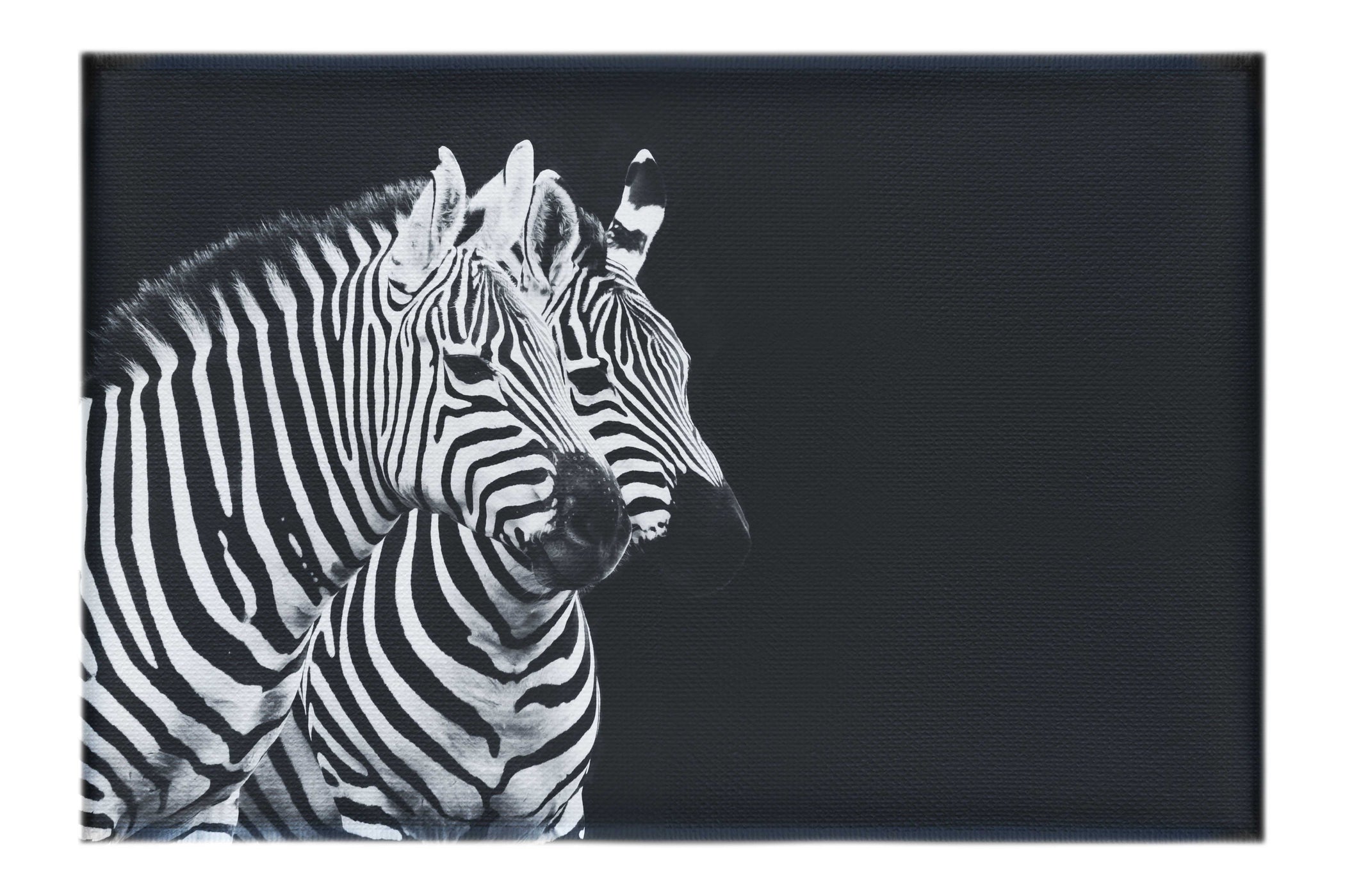 Curious Zebras - Canvas Print - Wildlife Category