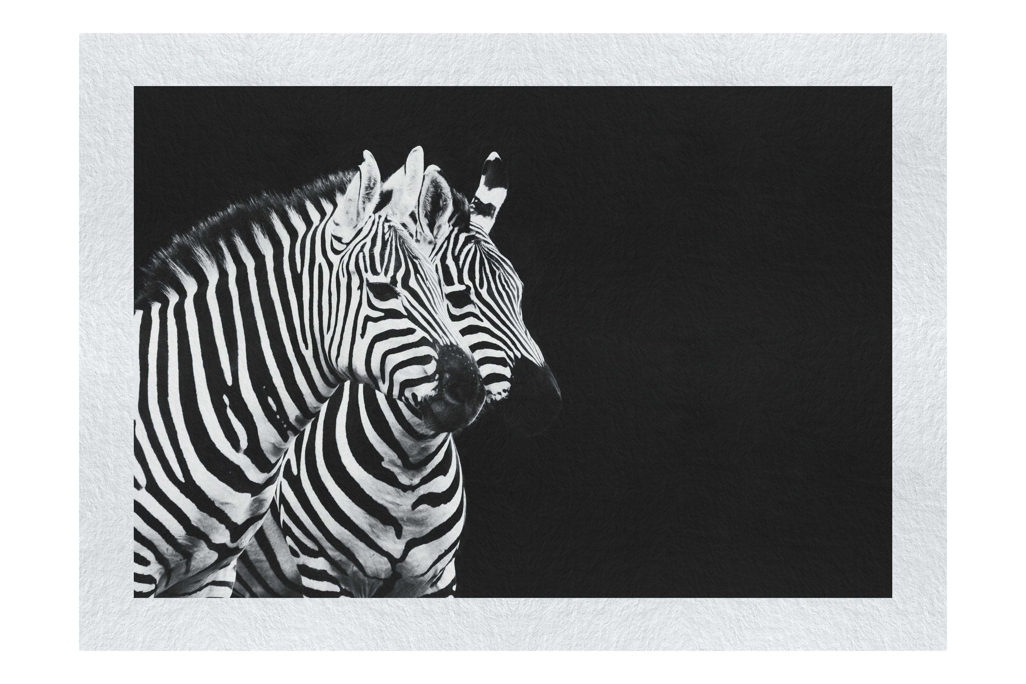 Curious Zebras - Fine Art Print - Wildlife Category