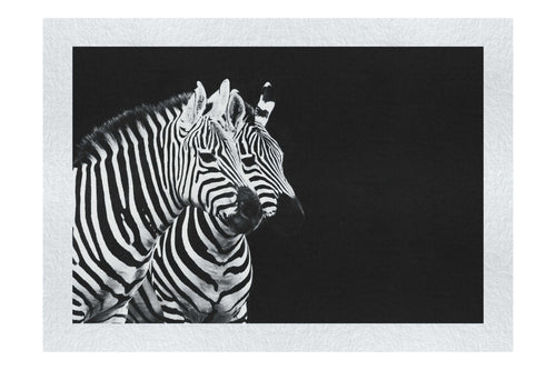 Curious Zebras - Fine Art Print - Wildlife Category