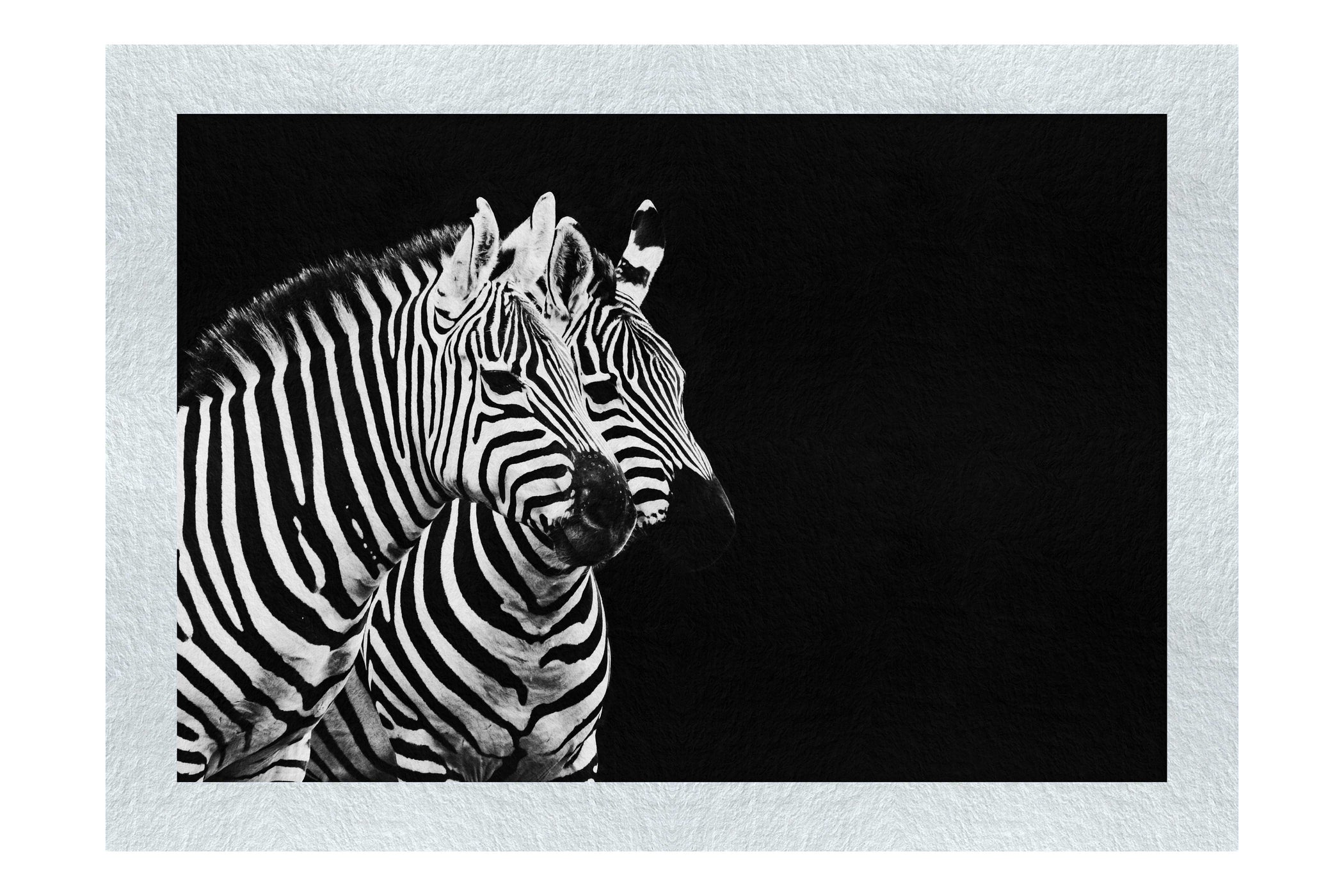 Curious Zebras - Monochrome Fine Art Print - Wildlife Category