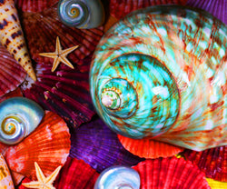Aquatic Art