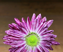Flowers & Plants