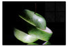 Verdant Spiral Apple Slice - Acrylic Print - Food Art Category