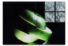 Verdant Spiral Apple Slice - Acrylic Print - Food Art Category