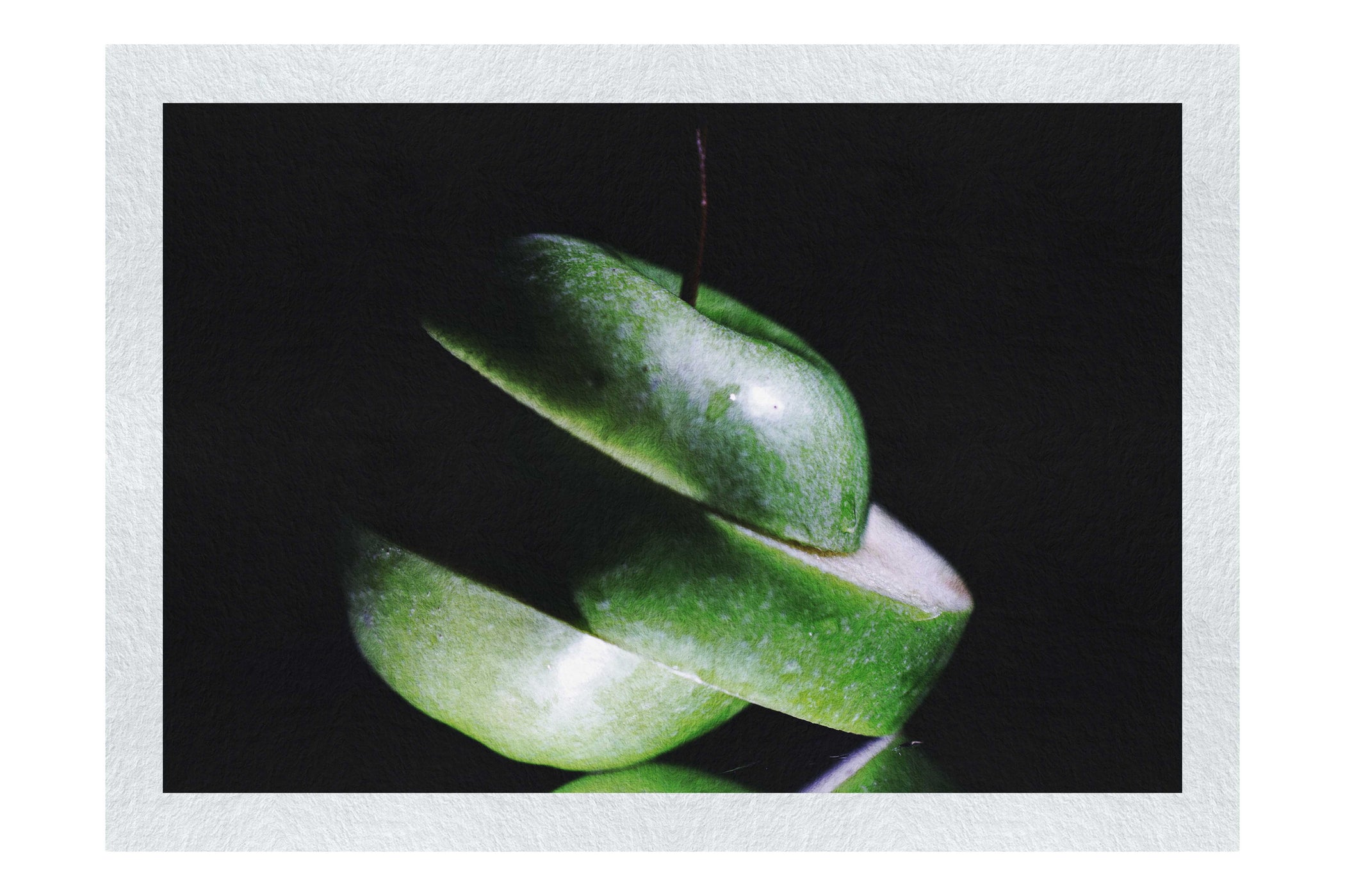 Verdant Spiral Apple Slice - Fine Art Print - Food Art Category