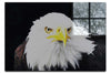 American Bald Eagle Front Profile - Acrylic Print - Wildlife Category