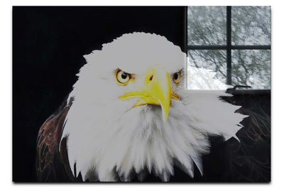 American Bald Eagle Front Profile - Acrylic Print - Wildlife Category