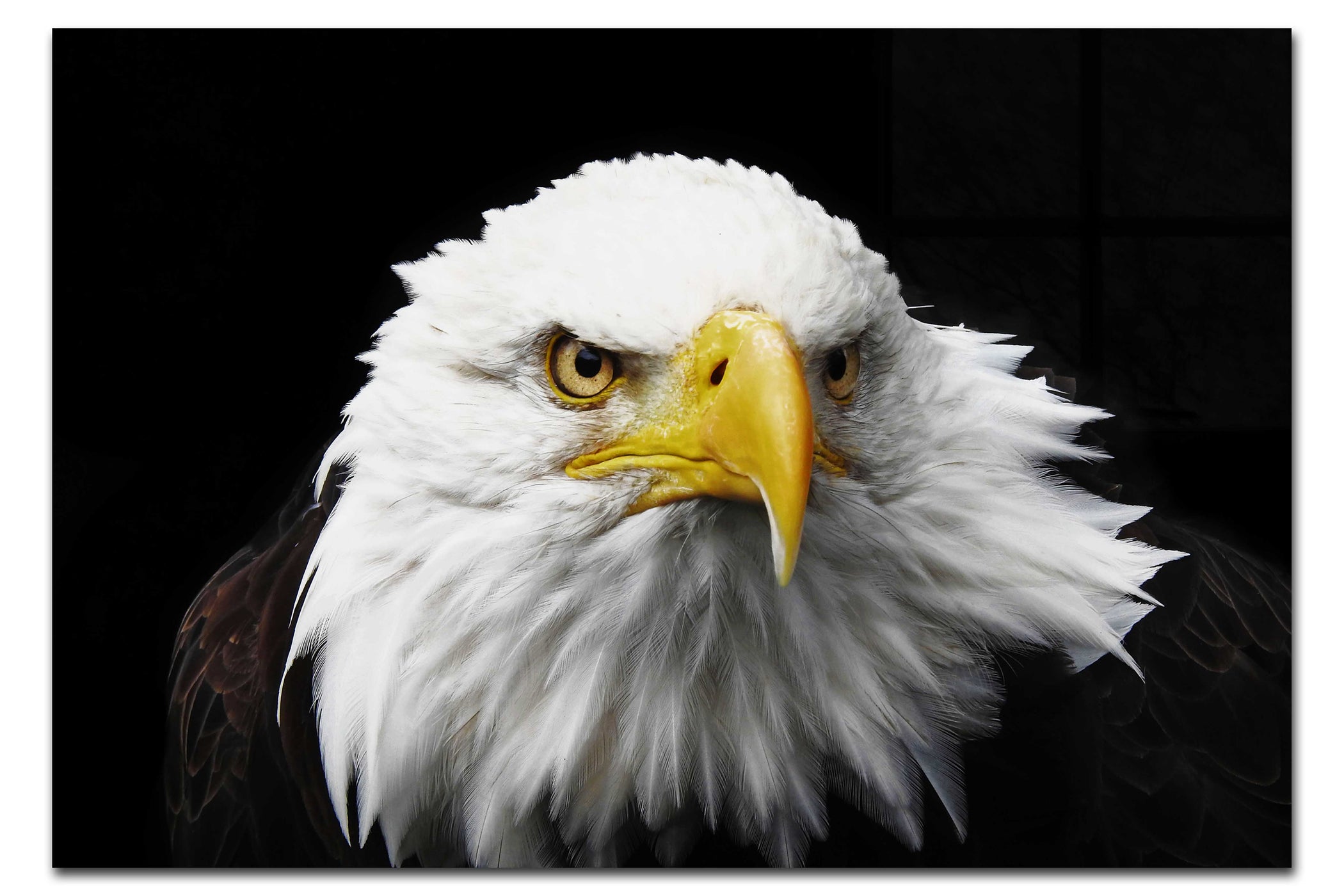American Bald Eagle Front Profile - Acrylic Print - Wildlife Category
