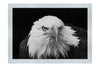 American Bald Eagle Front Profile - Monochrome Fine Art Print - Wildlife Category