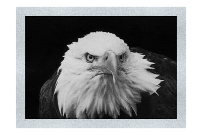 American Bald Eagle Front Profile - Monochrome Fine Art Print - Wildlife Category