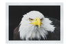 American Bald Eagle Front Profile - Fine Art Print - Wildlife Category