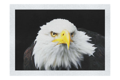 American Bald Eagle Front Profile - Fine Art Print - Wildlife Category