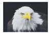 American Bald Eagle Front Profile - Canvas Print - Wildlife Category