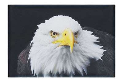American Bald Eagle Front Profile - Canvas Print - Wildlife Category