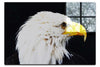 American Bald Eagle Right Side Profile - Acrylic Print - Wildlife Category