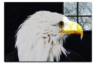 American Bald Eagle Right Side Profile - Acrylic Print - Wildlife Category