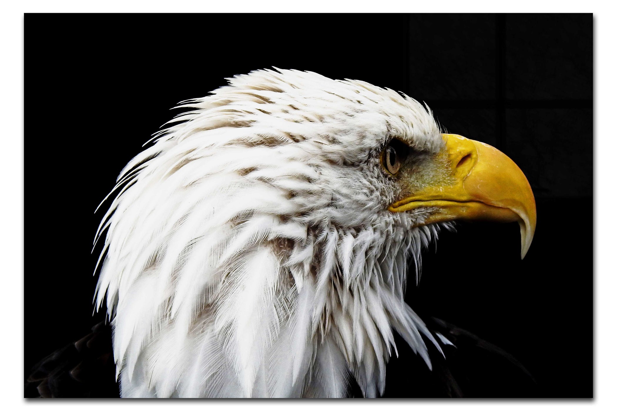 American Bald Eagle Right Side Profile - Acrylic Print - Wildlife Category