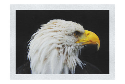 American Bald Eagle Right Side Profile - Fine Art Print - Wildlife Category