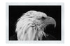 American Bald Eagle Right Side Profile - Monochrome Fine Art Print - Wildlife Category
