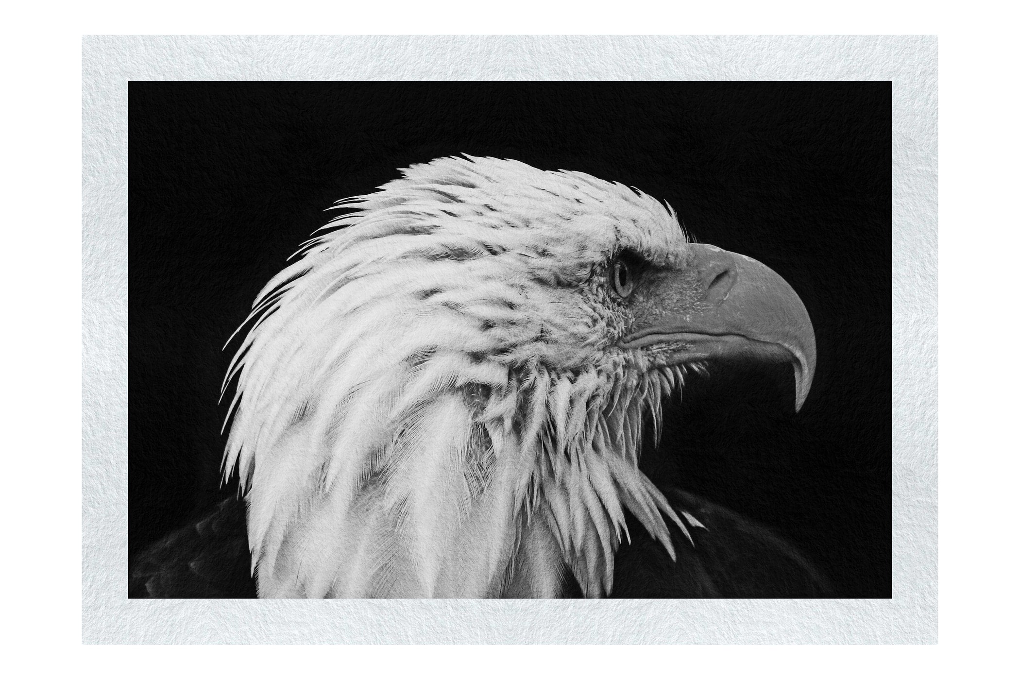 American Bald Eagle Right Side Profile - Monochrome Fine Art Print - Wildlife Category