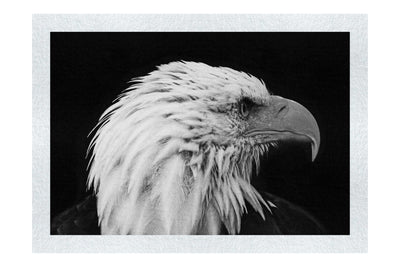 American Bald Eagle Right Side Profile - Monochrome Fine Art Print - Wildlife Category