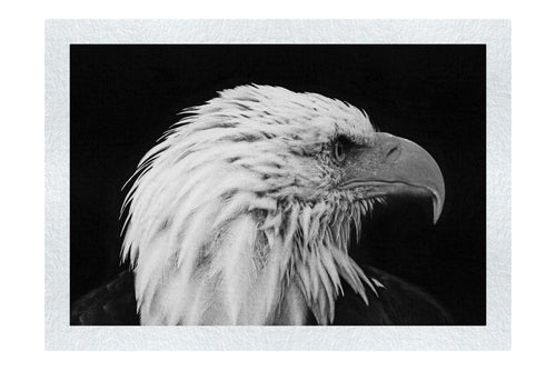 American Bald Eagle Right Side Profile - Monochrome Fine Art Print - Wildlife Category