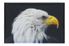 American Bald Eagle Right Side Profile - Canvas Print - Wildlife Category