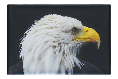 American Bald Eagle Right Side Profile - Canvas Print - Wildlife Category