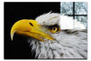 American Bald Eagle Side Profile - Acrylic Print - Wildlife Category