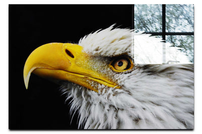 American Bald Eagle Side Profile - Acrylic Print - Wildlife Category