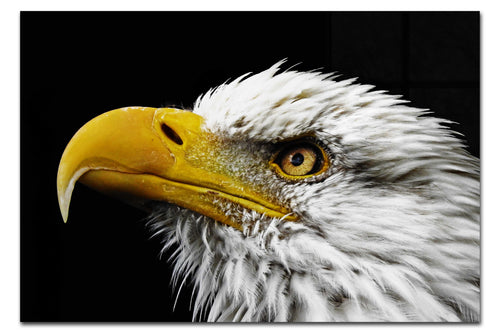 American Bald Eagle Side Profile - Acrylic Print - Wildlife Category