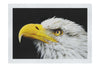 American Bald Eagle Side Profile - Fine Art Print - Wildlife Category