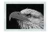 American Bald Eagle Side Profile - Monochrome Fine Art Print - Wildlife Category