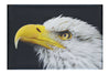 American Bald Eagle Side Profile - Canvas Print - Wildlife Category