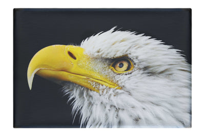 American Bald Eagle Side Profile - Canvas Print - Wildlife Category