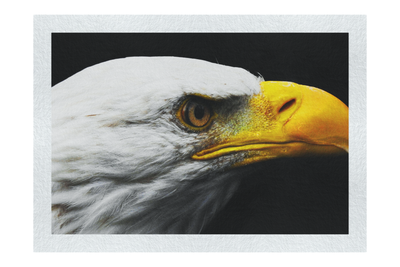 American Bald Eagle Left Side Profile - Fine Art Print - Wildlife Category