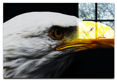 American Bald Eagle Left Side Profile - Acrylic Print - Wildlife Category